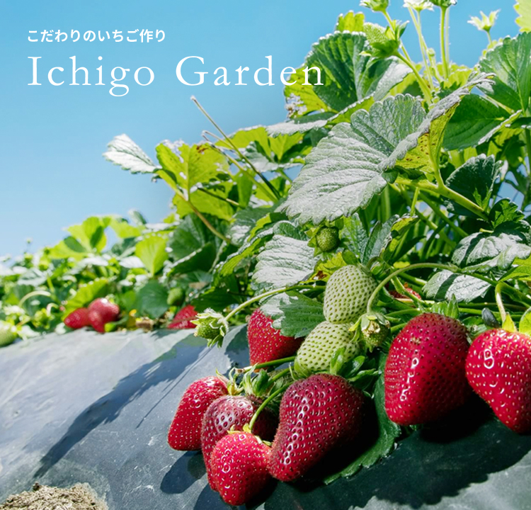 こだわりのイチゴづくり　Ichigo Gardenサイトへ