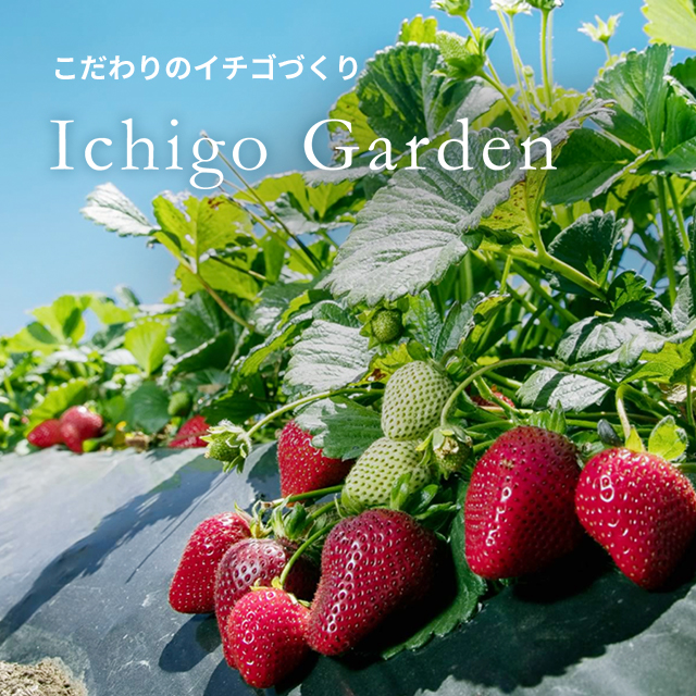 こだわりのイチゴづくり　Ichigo Gardenサイト